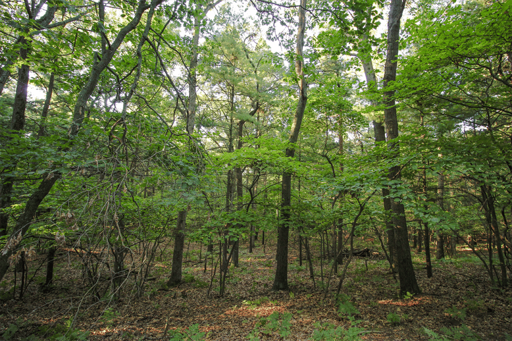 Wooded views from home sites & access to nature trails